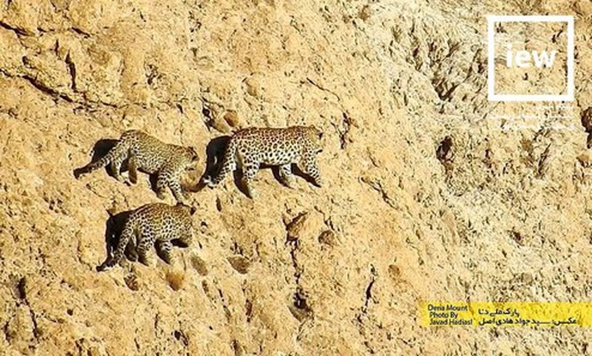 تصاویر:پلنگ ماده و دو توله‌اش در پارک ملی دنا