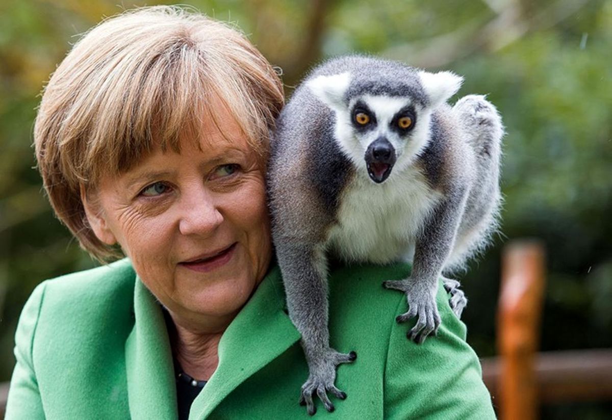 مرکل و لمور /عکس