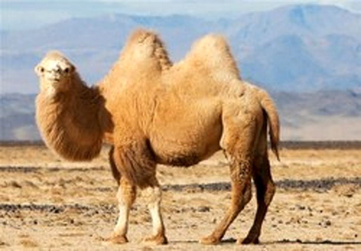 آیا «نرخ دیه ۹۸» میلیاردی می‌شود؟