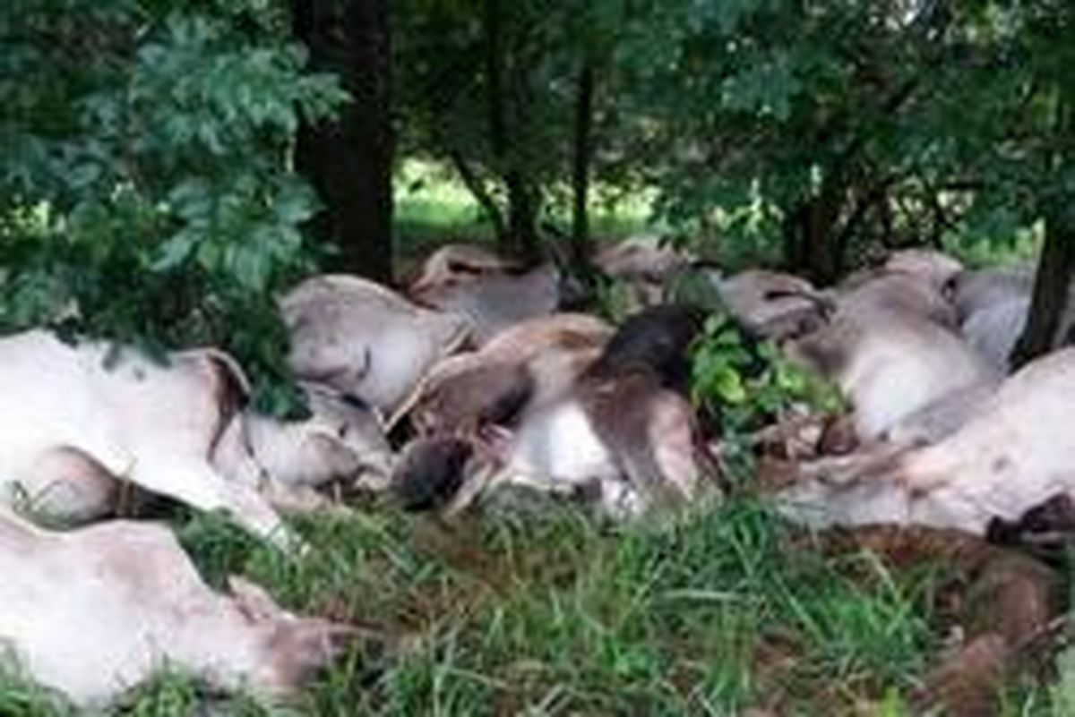 یک حادثه طبیعی عجیب! +عکس