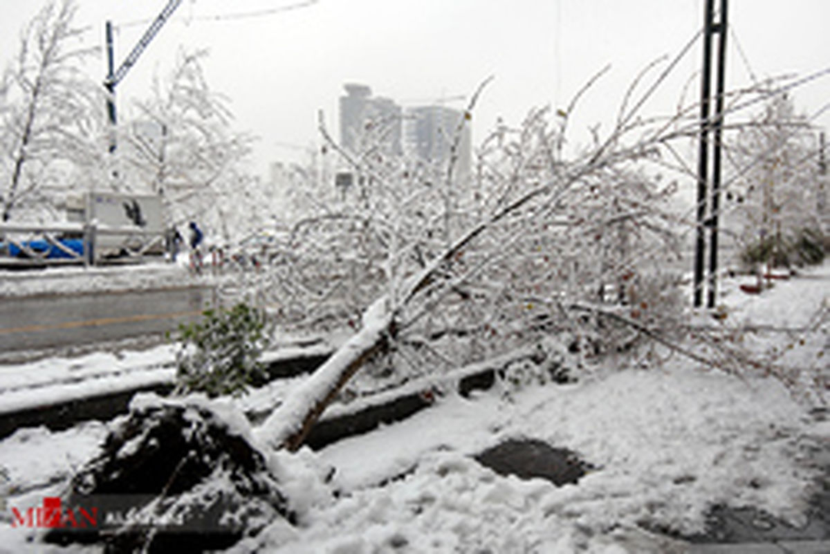 واکنش عجیب  عضو شورا درباره شکستگی درختان