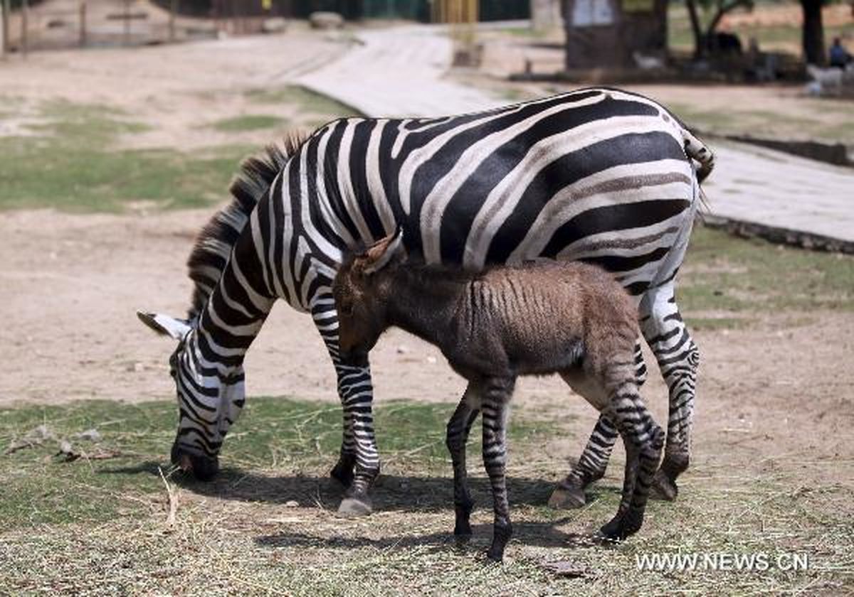 عکس: گورخر - الاغ چینی!
