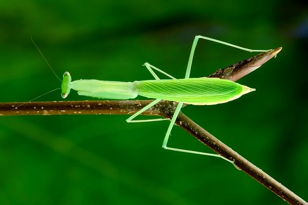 عکس/ همرنگ طبیعت!