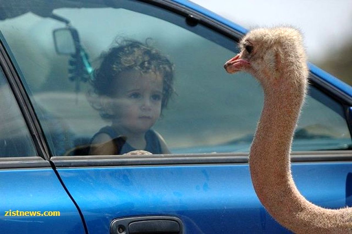 ملاقات با پرنده!/عکس