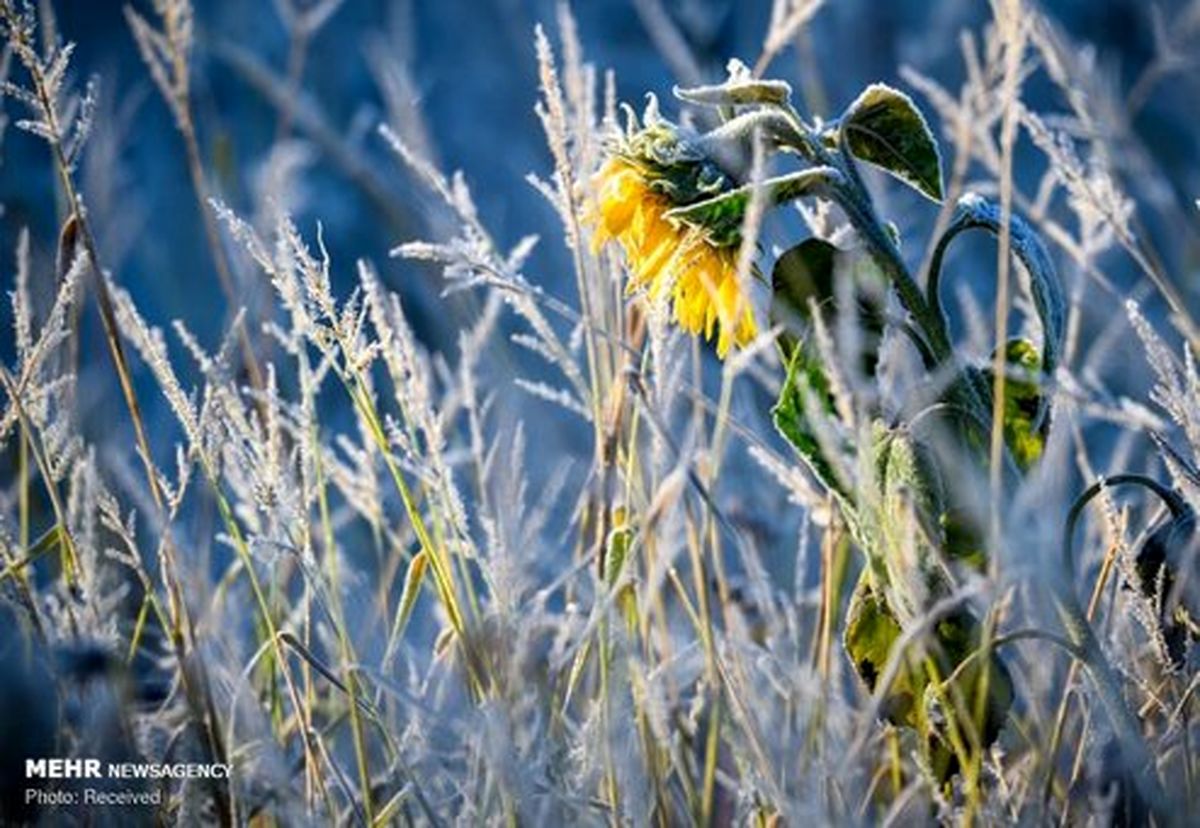 تصاویر منتخب حیات وحش هفته‎