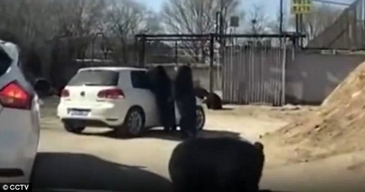 حمله خرس‌های وحشی به خودروی گردشگران +تصاویر