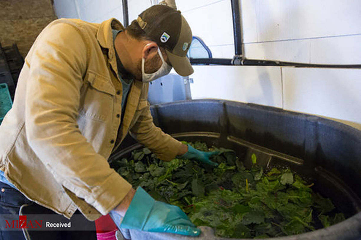 تصاویر: کشاورزی در نیویورک