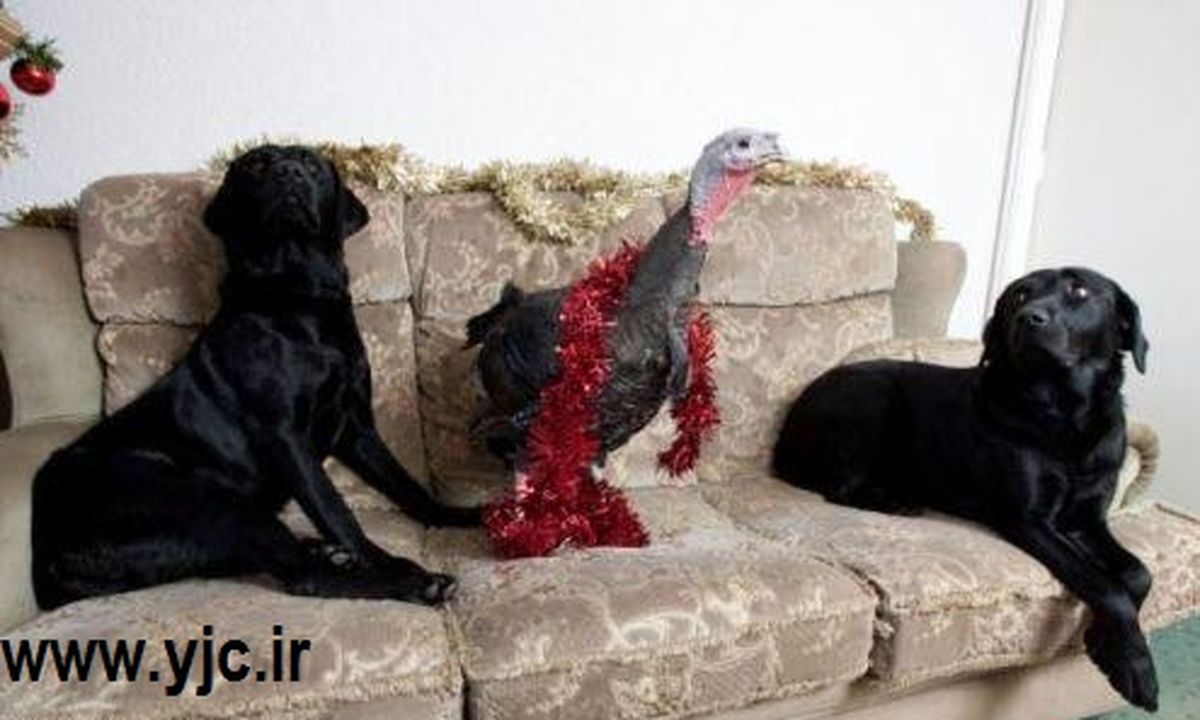 بوقلمون متقلب! /عکس