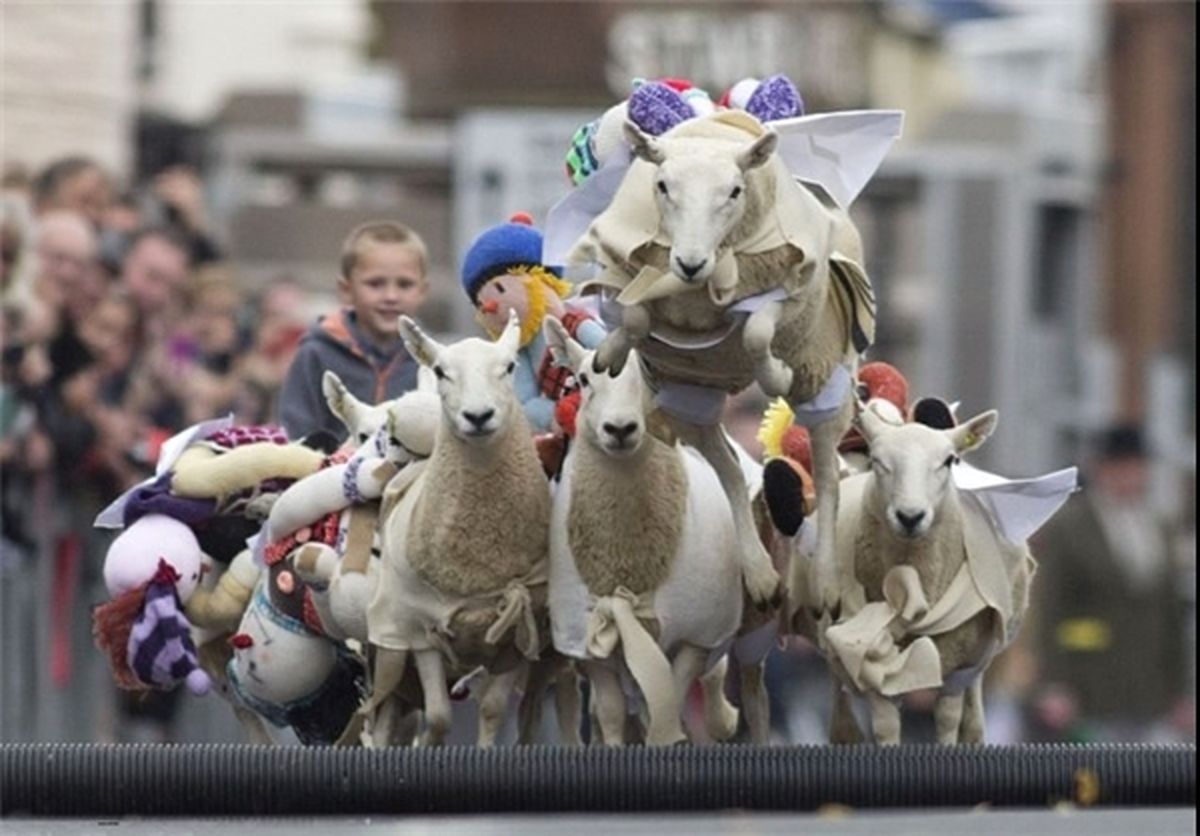 مسابقه جدید اسکاتلندی ها/ عکس