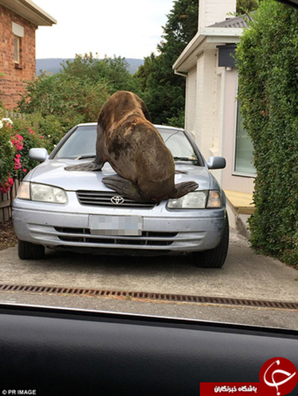 دردسرهای فوک عصبانی برای اهالی یک شهر +تصاویر