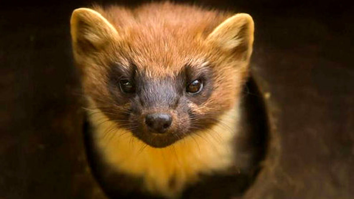 هنرنمایی یک سمور متخصص با چند تکه سنگ! +فیلم