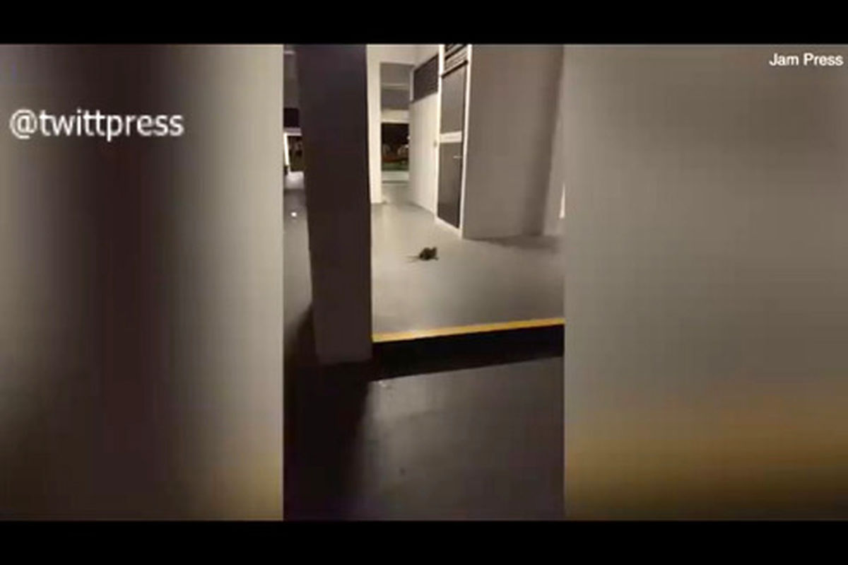 فیلم مبارزه دو موش برای ترساندن گربه در فضای مجازی پر بیننده شد