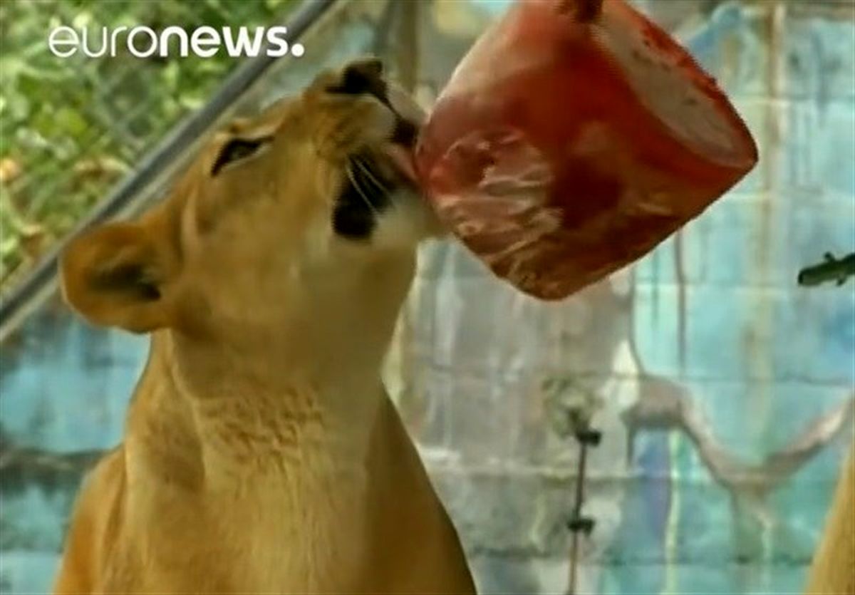 خوردن غذای یخ‌زده برای فرار از گرما +عکس