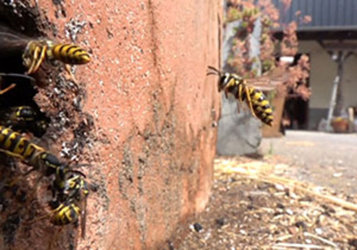 فیلم صحنه آهسته تصادف زنبورها در هوا