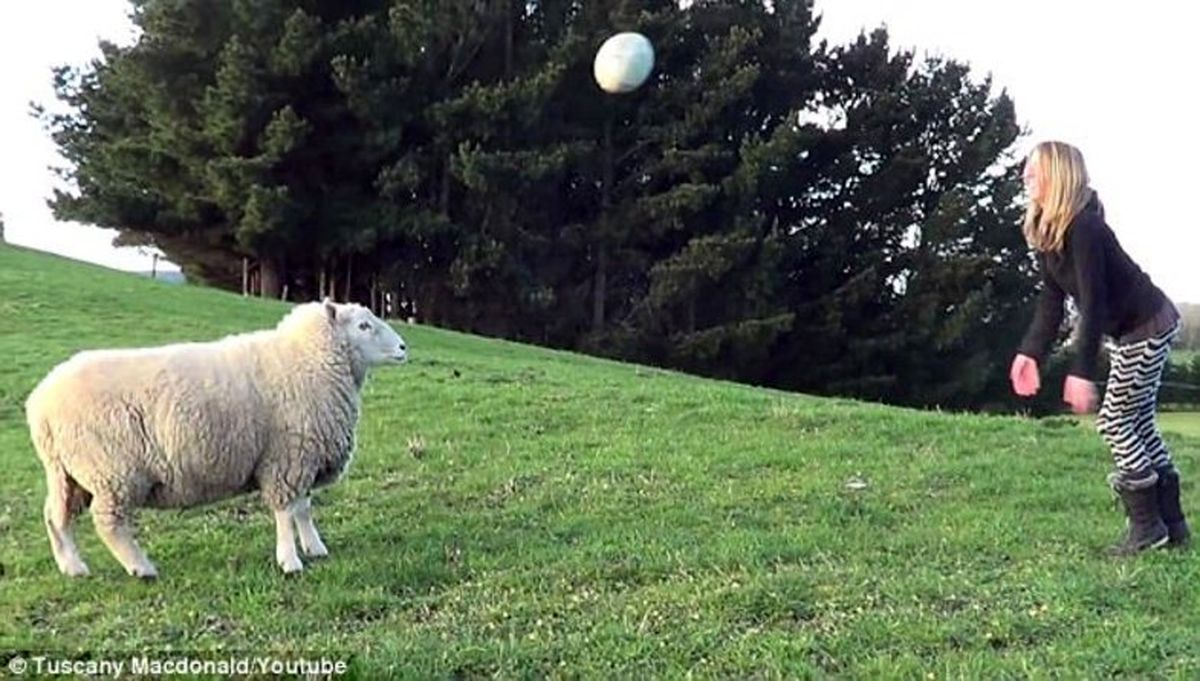 تنها گوسفند فوتبالیست دنیا سوژه شد! +تصاویر