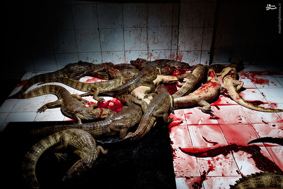 عکس:کشتار در دنیای مد