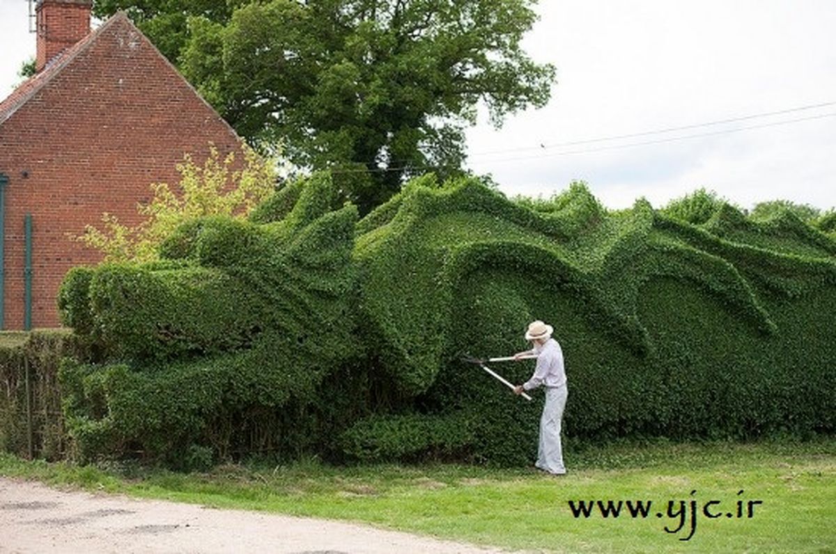 متفاوت ترین دیوار شمشمادی/تصاویر