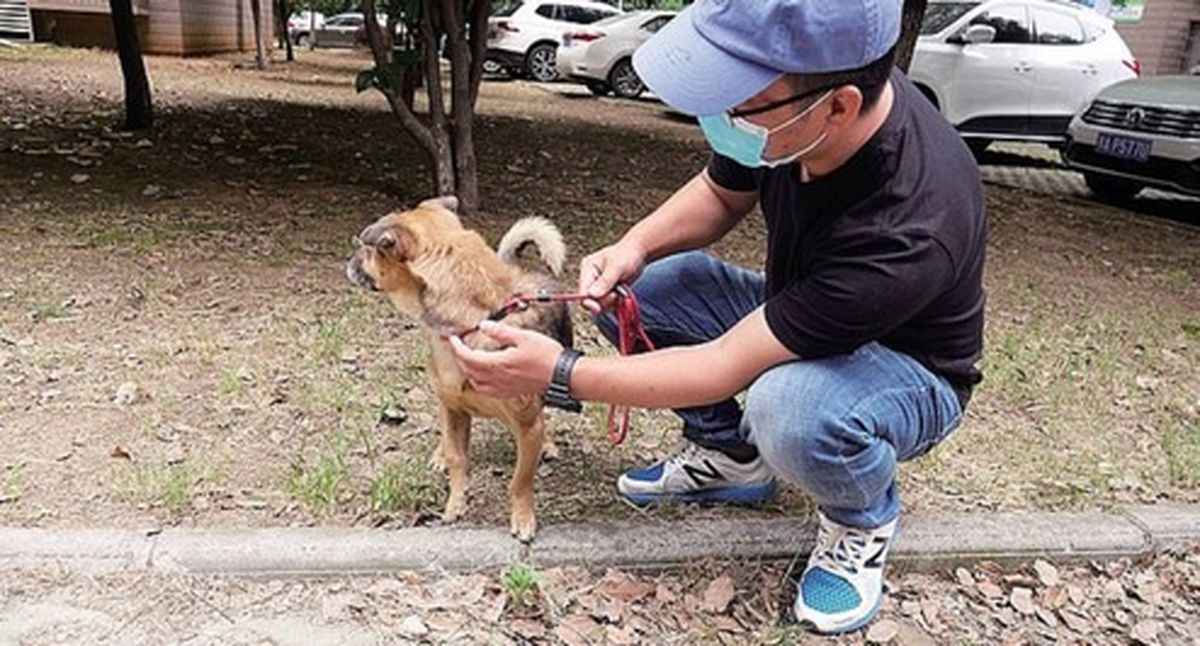 وفاداری عجیب یک سگ به صاحبش سوژه رسانه‌ها شد! +عکس