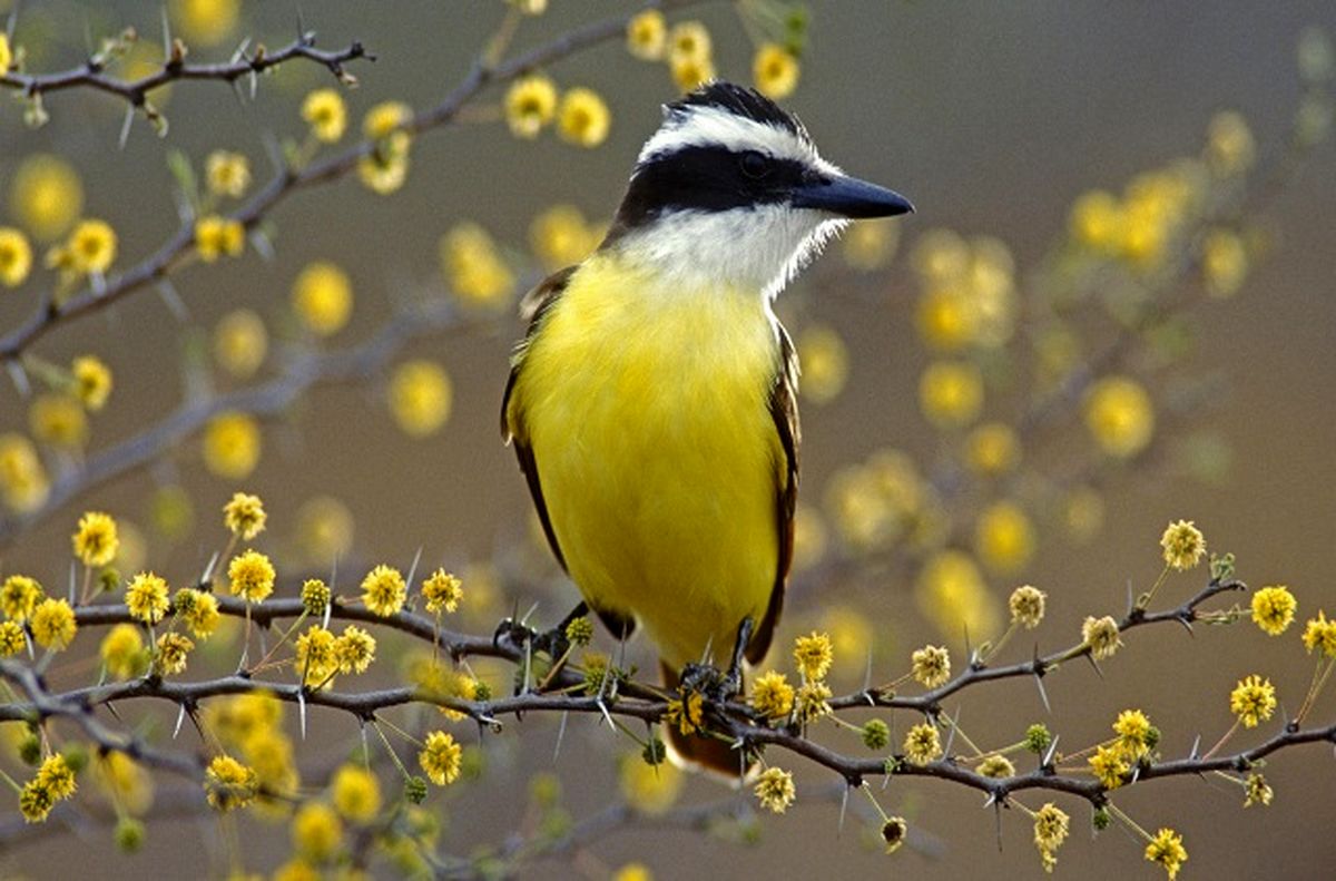 هارمونی در طبیعت/تصویر