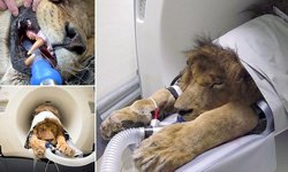 تصویر دیدنی از معالجه یک شیر درباغ وحش