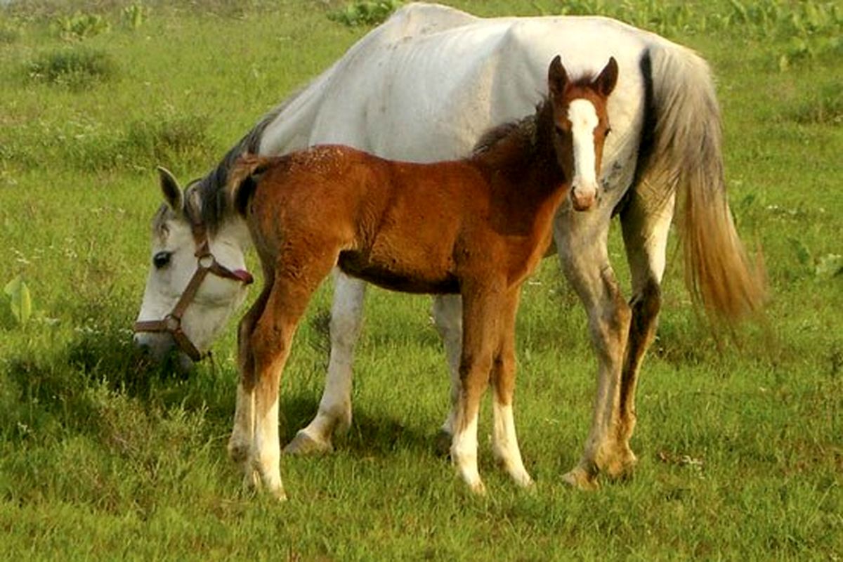 اسب3 میلیاردتومانی درایران/عکس