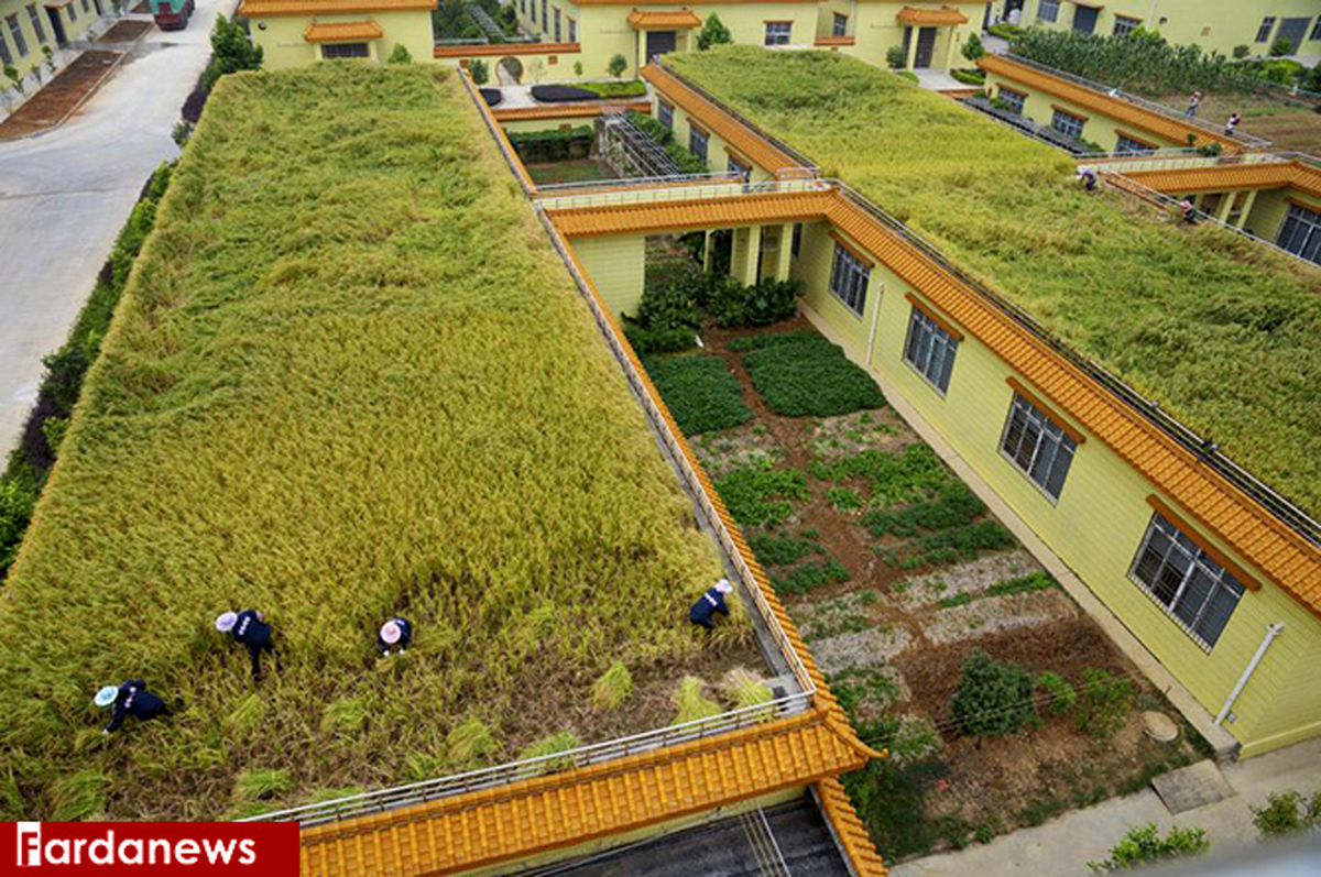 عکس: استفاده جالب کارخانه چینی از پشت‌بام