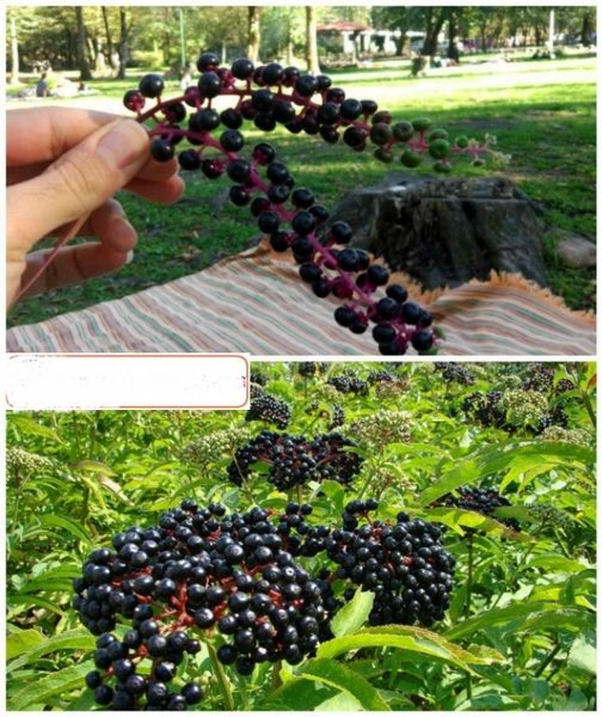 اگر به شمال میروید این گیاه را نخورید+عکس