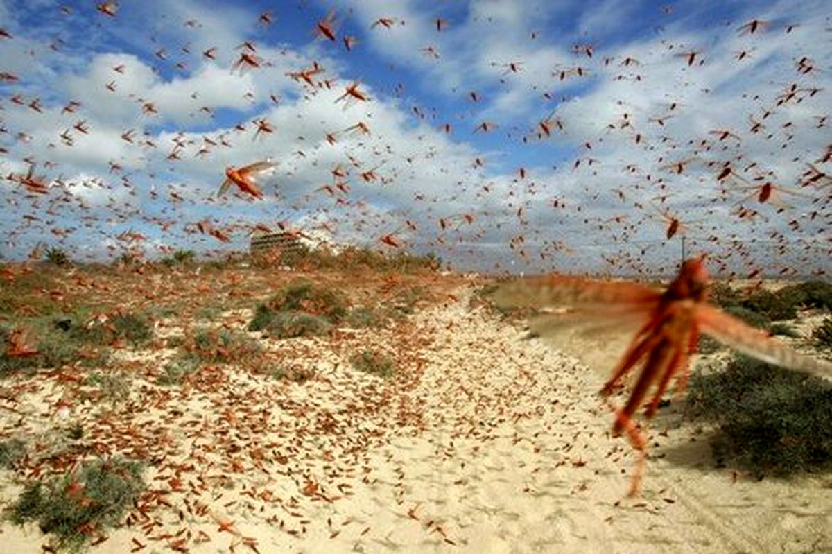 ابتلای شتر‌های تلف شده در جاسک به کرونا صحت دارد؟