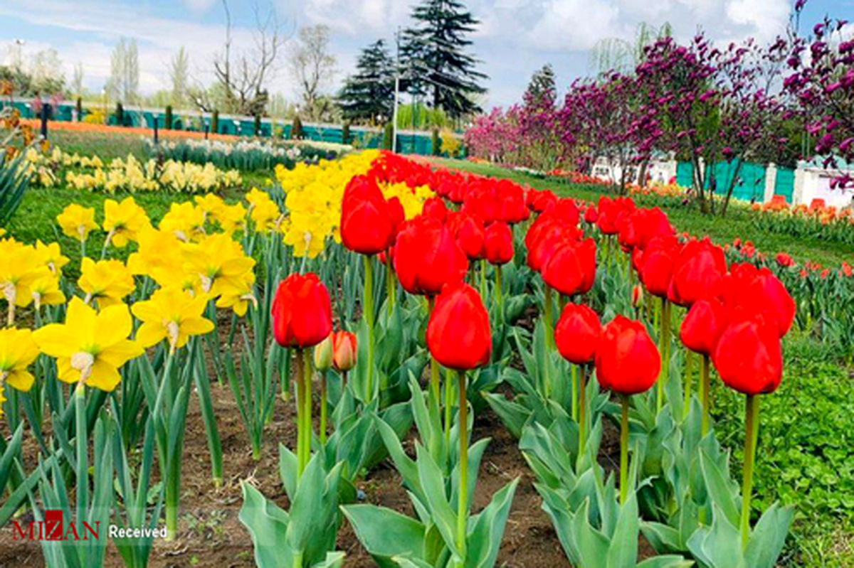 تصاویر: نمایشگاه گل‌های لاله در هند