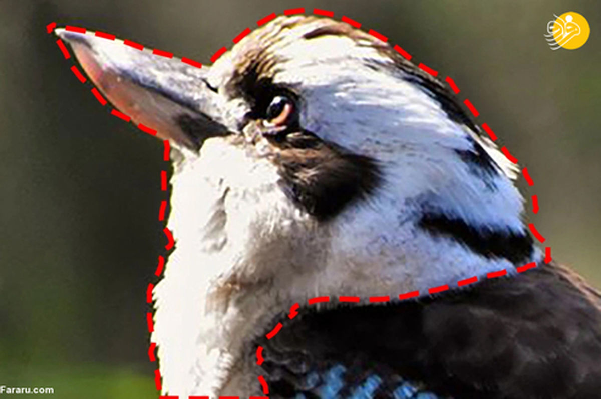 بازتاب انتشار عکس یک پرنده عجیب در شبکه های اجتماعی +عکس