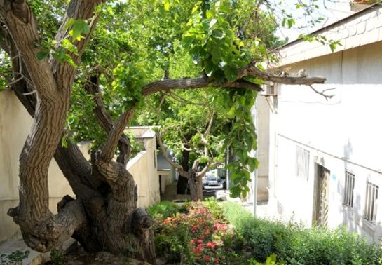 عکس/ زیباترین کوچه شمال تهران