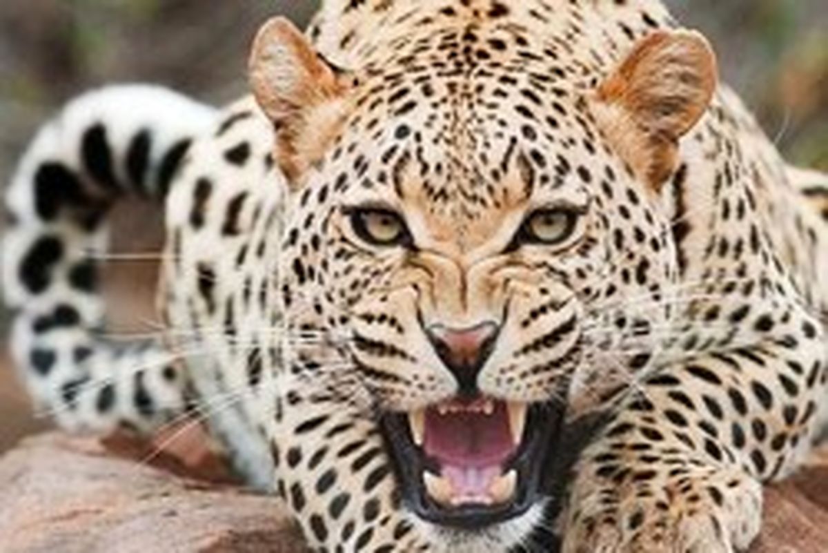 چوپان تایبادی از حمله پلنگ جان سالم بدر برد