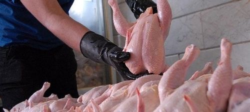 قیمت مرغ اعلام شد | تغییرات جدید قیمت مرغ + جدول