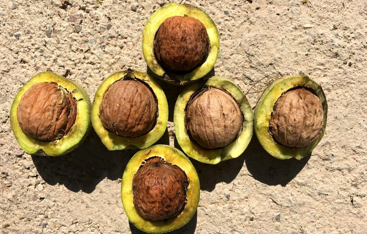 گردو ؛ بهترین نسخه برای سلامت قلب