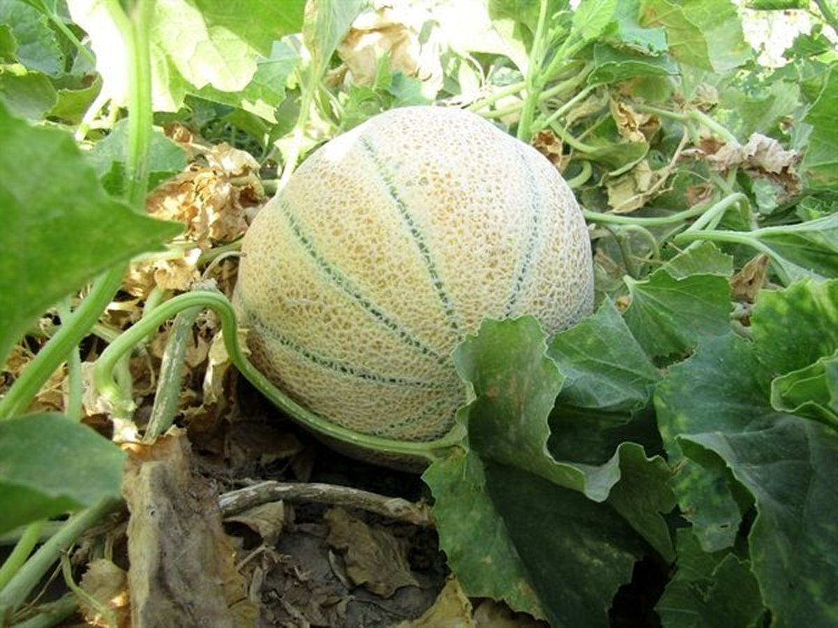 میوهای تابستانه که به سلامت قلب کمک میکند