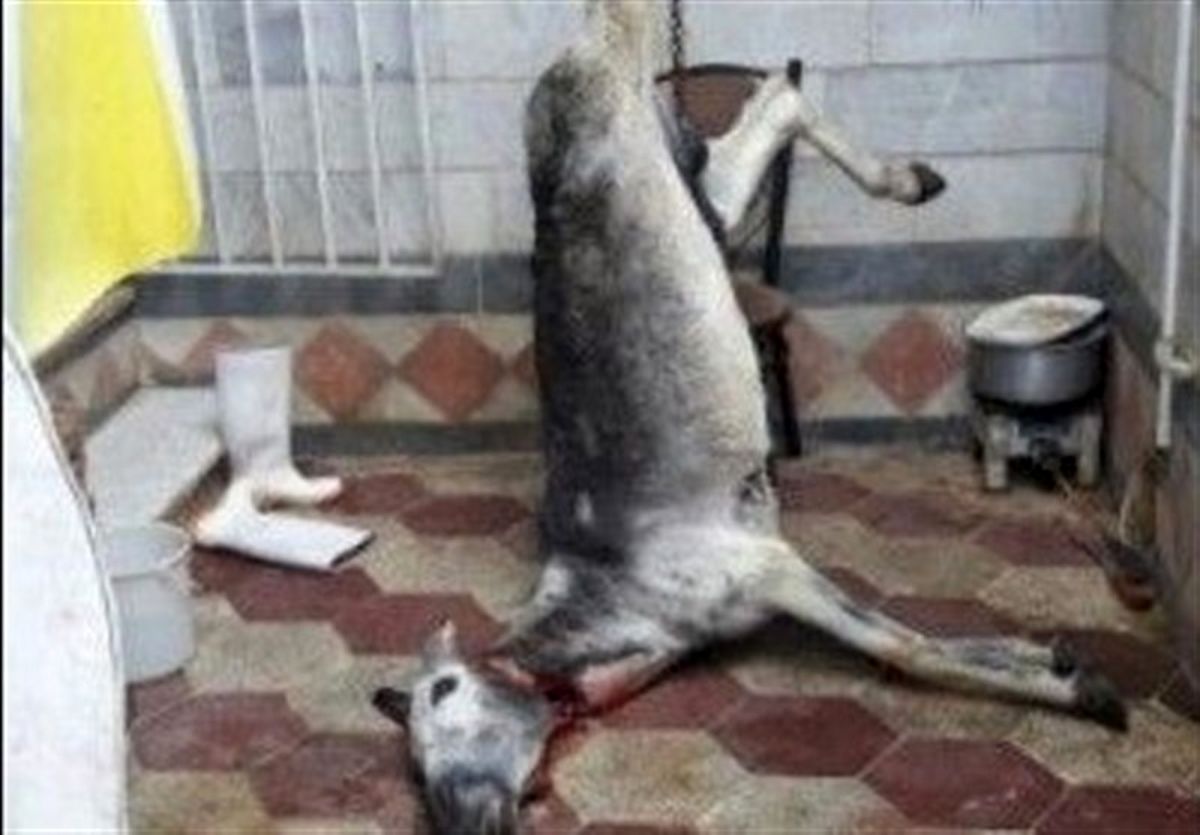 گوشت الاغ در برخی کبابیهای شهریار