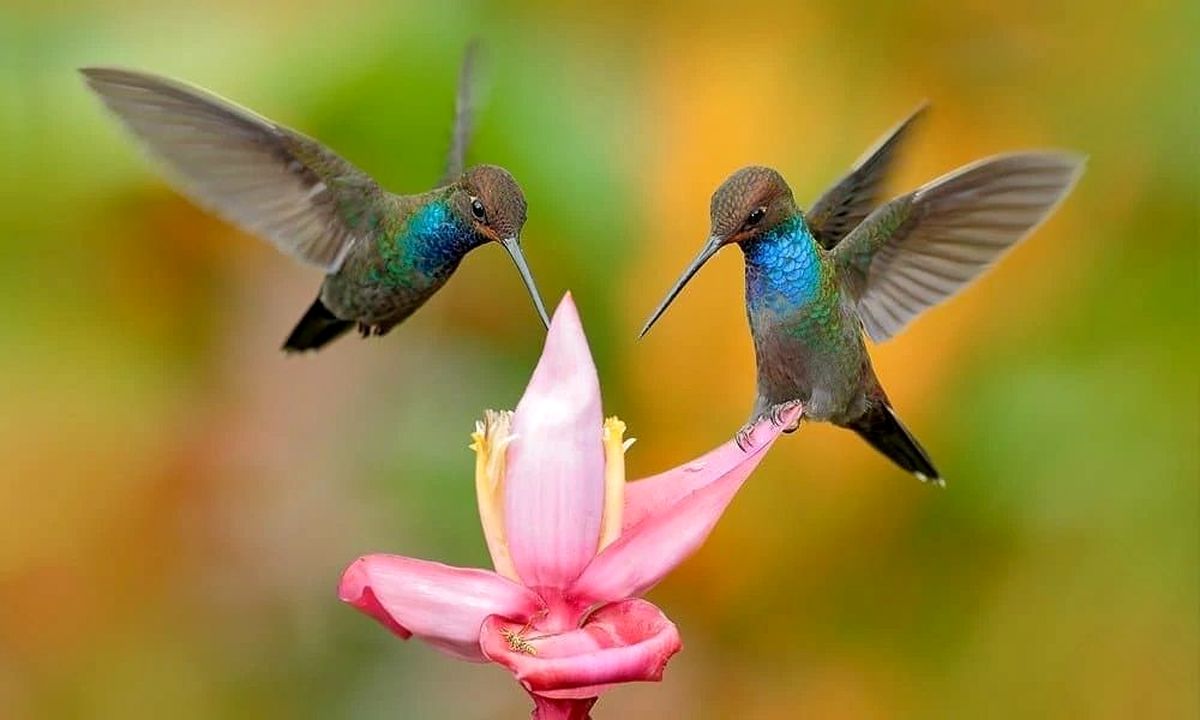 5 روش برای جذب پرندگان به حیاط خانه