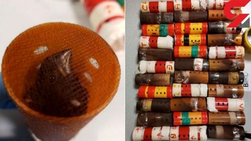 قاچاق پرنده نادر با بیگودی +عکس