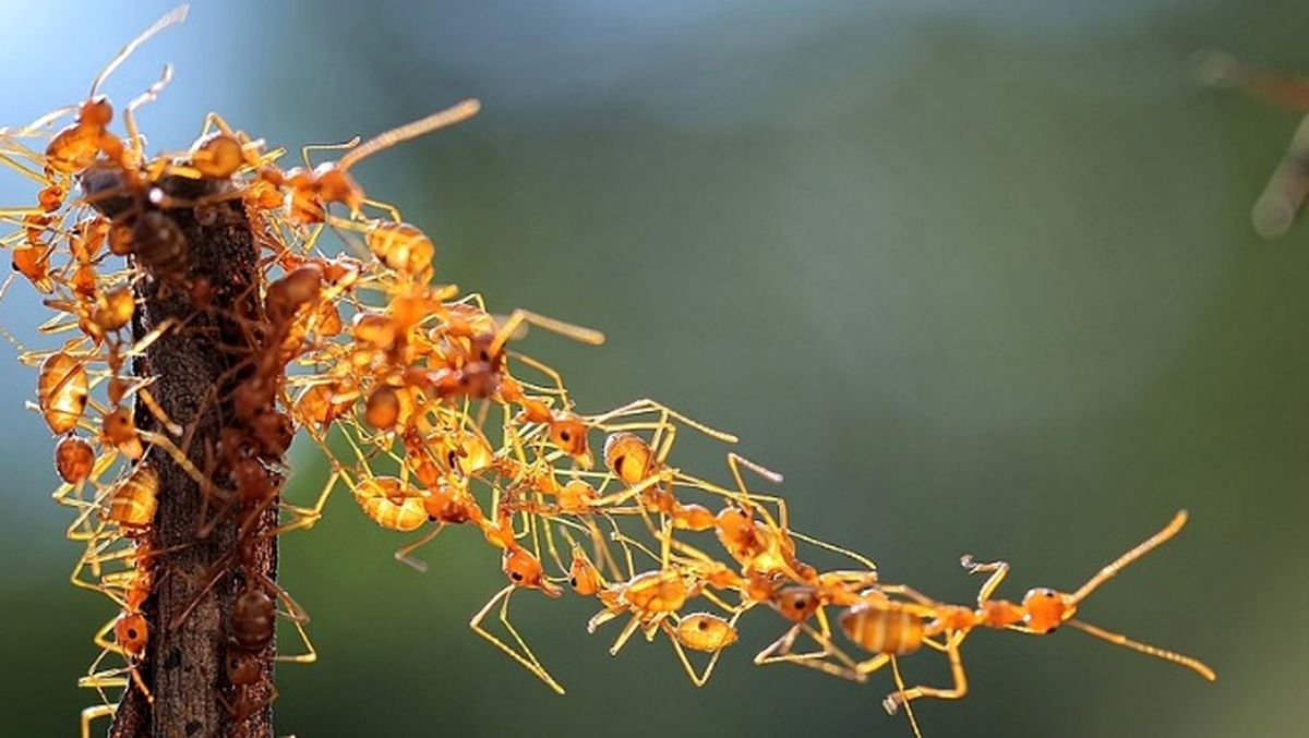 عکس/ مهندسی مورچه‌ای