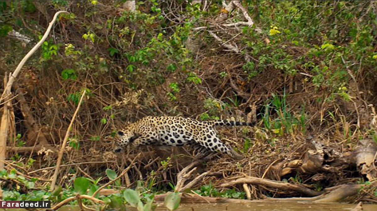 جگوار گرسنه به کروکودیل هم رحم نکرد! +تصاویر