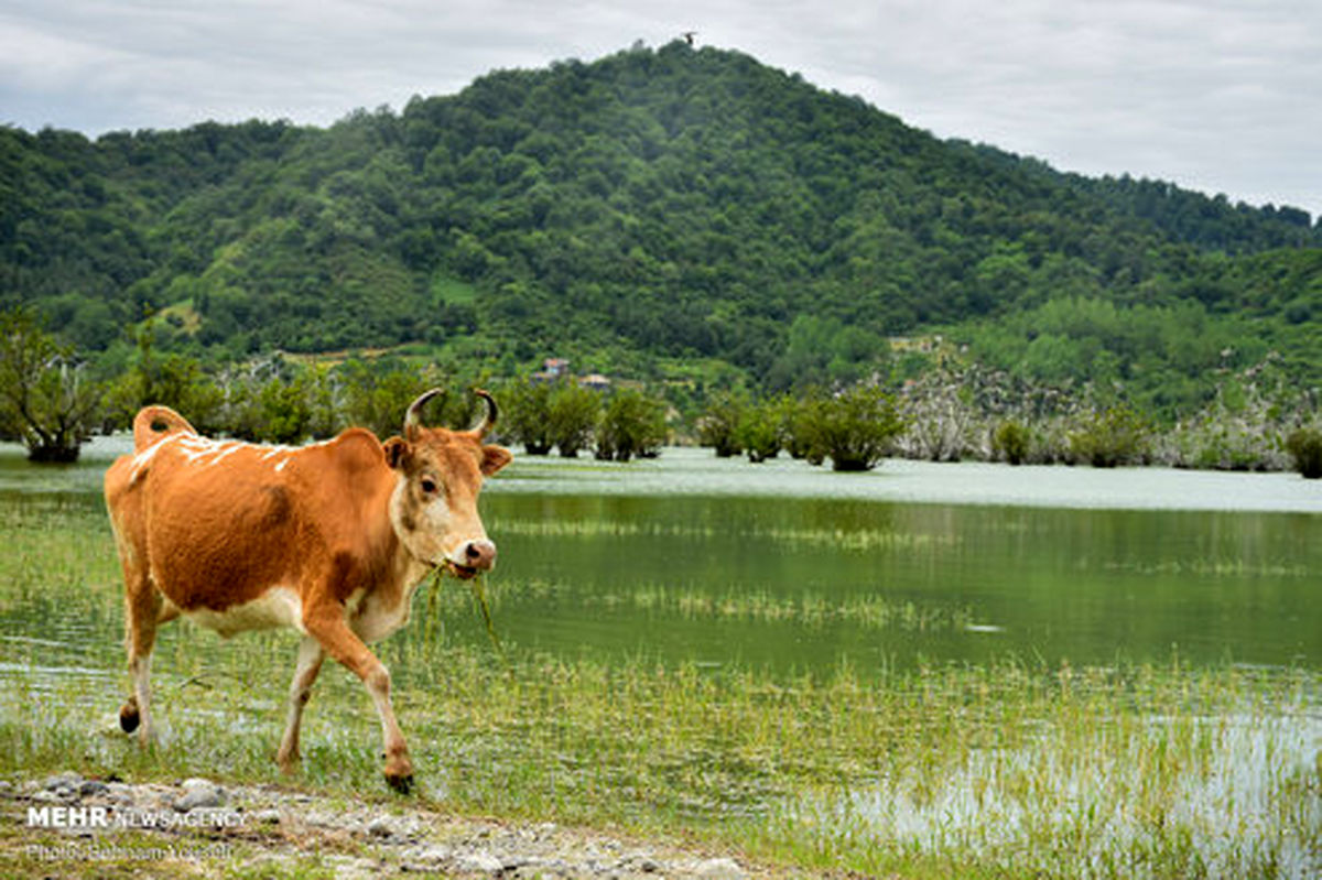 تصاویر: تالاب درختان شناور