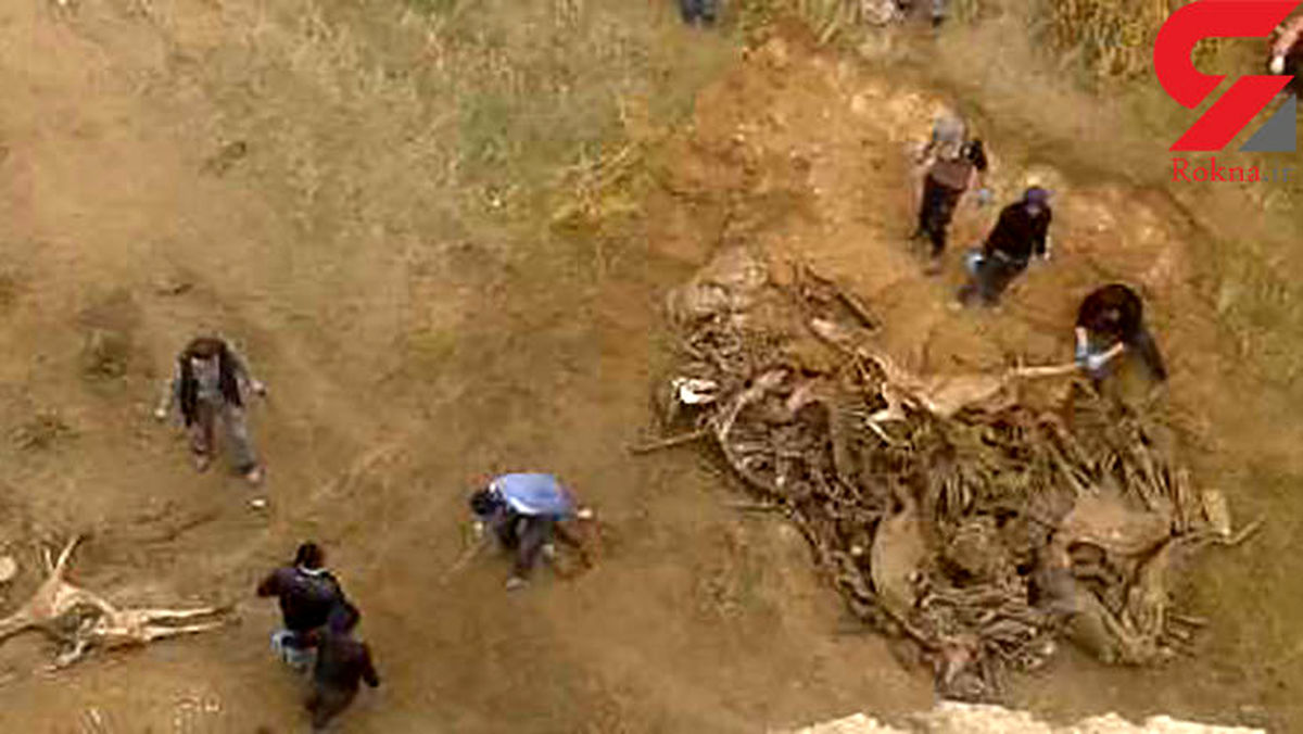 کشف لاشه و استخوانهای صدها الاغ غوغا به پا کرد +عکس