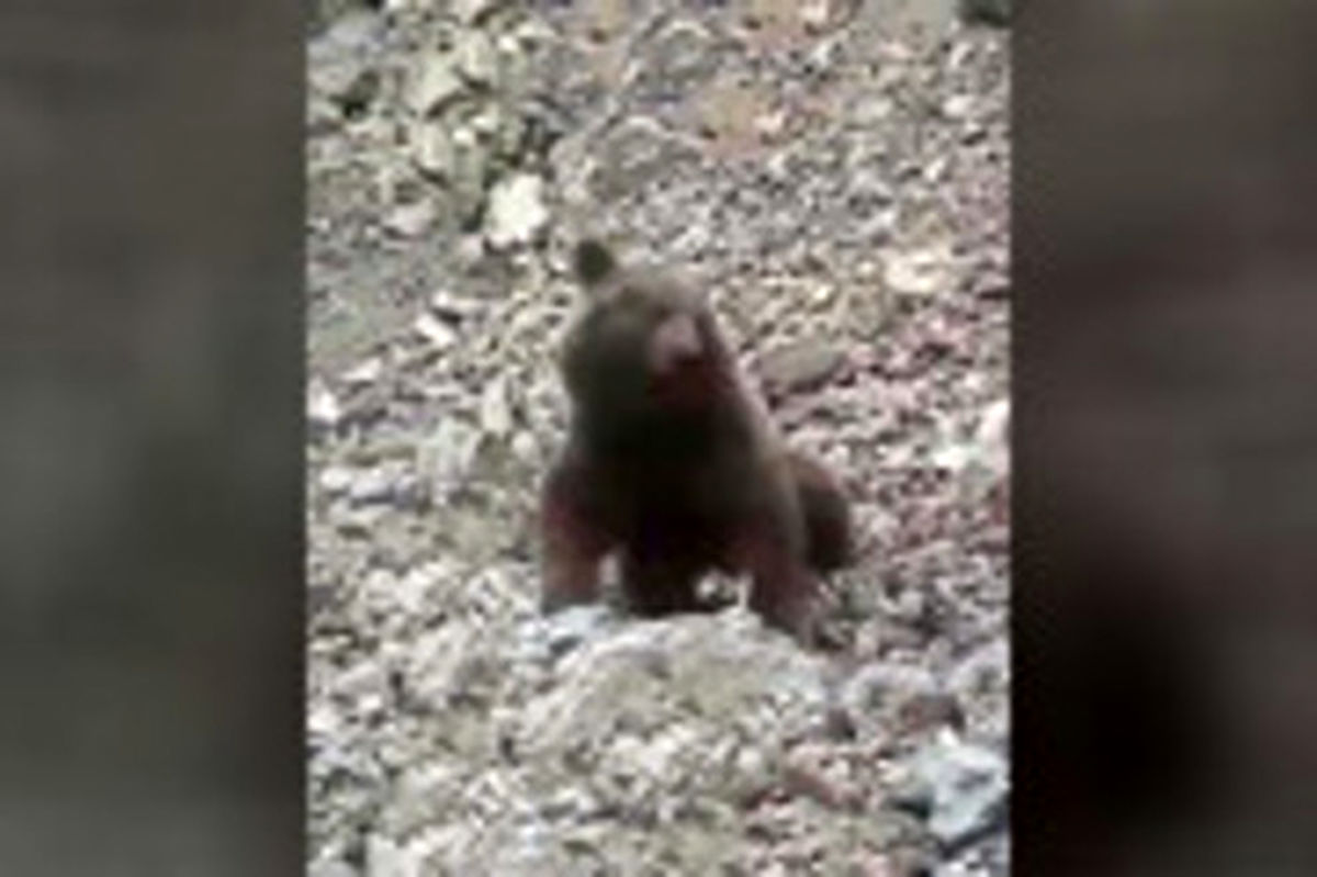 رفتار وحشیانه با یک توله خرس در سوادکوه (۱۴+) +فیلم