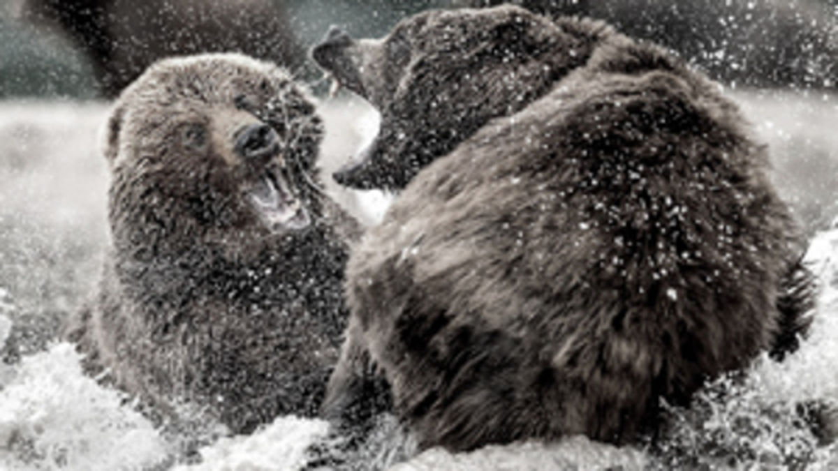 مبارزه دیدنی ۲ خرس غول پیکر +فیلم