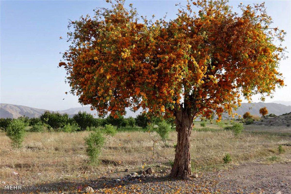 ایران؛ درختان سمنگ/تصاویر