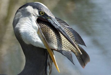 لقمه بزرگ تر از دهان!/عکس