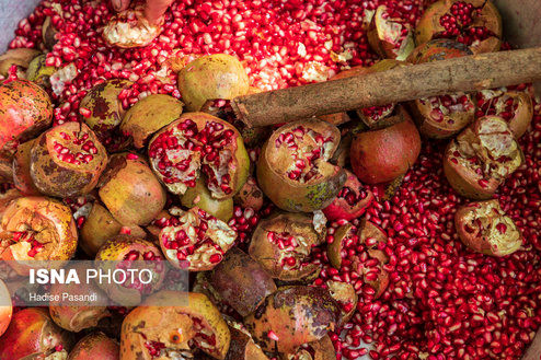تصاویر: برداشت و پخت رب انار در باغات دهستان یساقی
