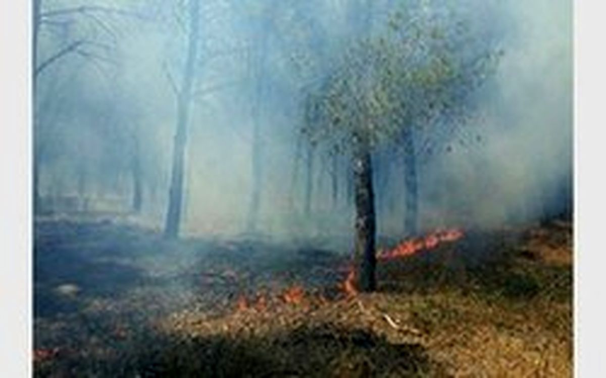 گردشگران سهل انگار؛ عامل حریق امروز جنگل گلستان