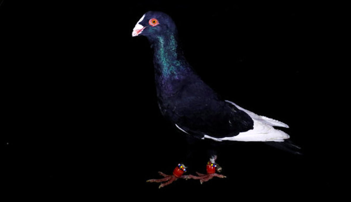 بازار پرمُشتری کبوترهای یک جوان در ترکیه +تصاویر