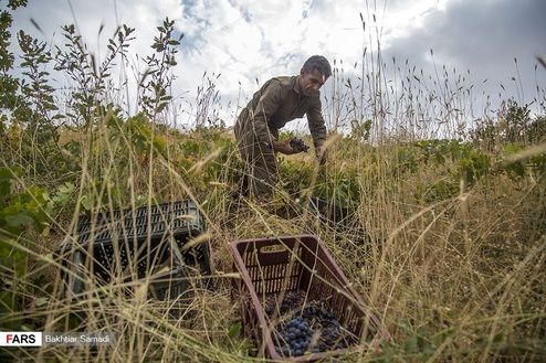 تصاویر: برداشت انگور سیاه از دل کوه